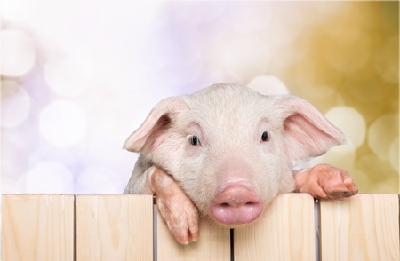 Piglet.の写真素材