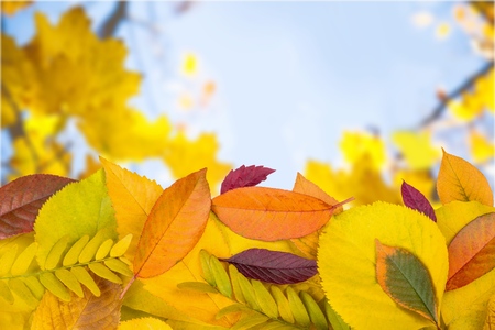Autumn.