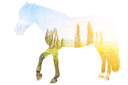 Horse.の写真素材