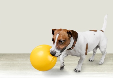 Dog playing.の写真素材