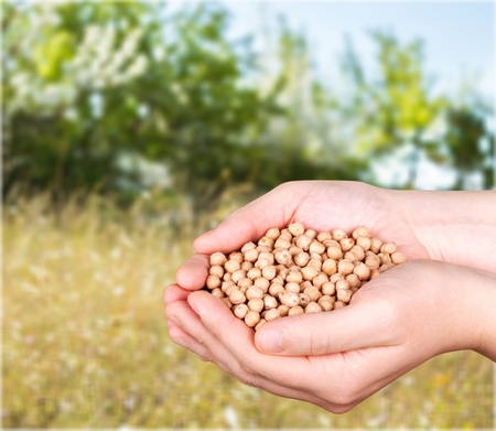 Soybean.の写真素材