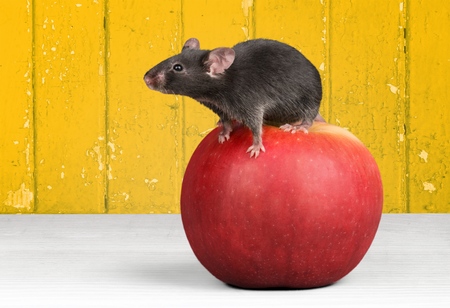 Mouse.の写真素材
