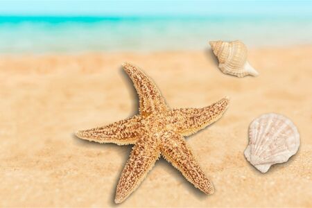 Starfish.