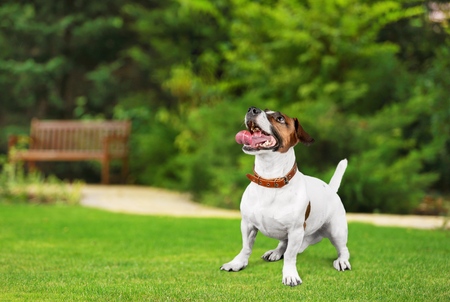 Dog.