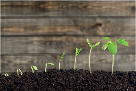 Plant.の写真素材