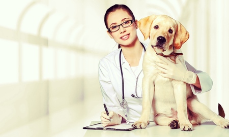 Veterinarian.の写真素材