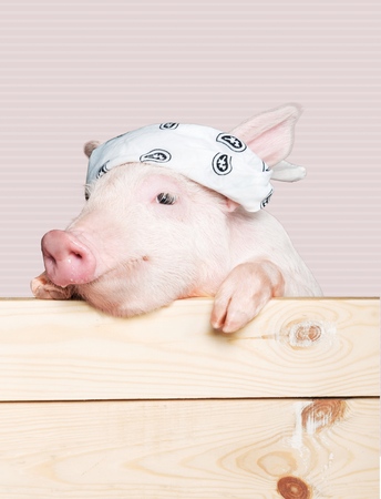 Piglet.の写真素材