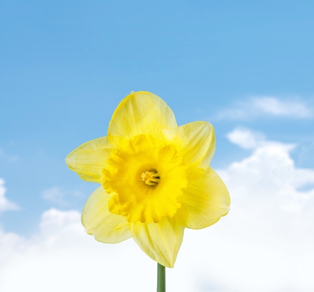 Daffodil.の写真素材