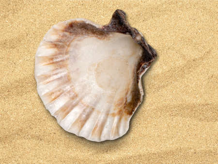 Shell.