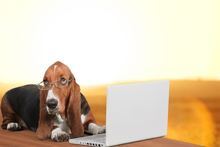 Dog.の写真素材