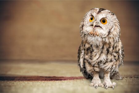 Owl.の写真素材