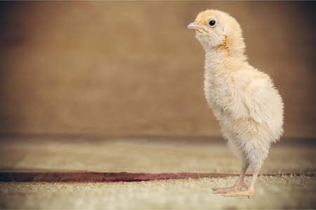 Chick standing.の写真素材