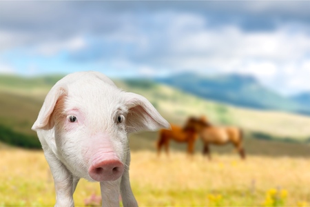 Pig.