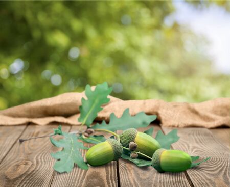 Oak Acorns.の写真素材