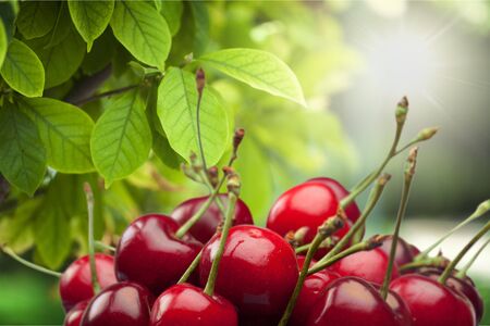 Cherry.