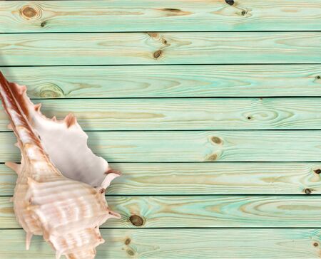 Shell.の写真素材