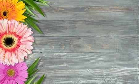 Gerbera Daisy.の写真素材