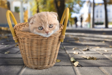 Kitten.の写真素材