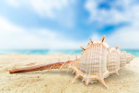 Seashell.