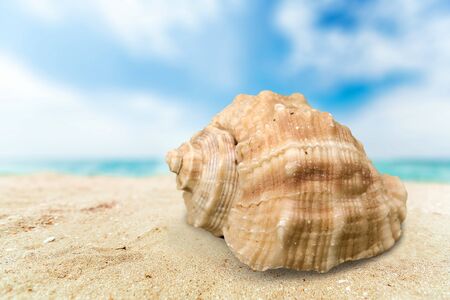 Seashell.の写真素材