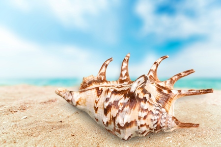 Shell.の写真素材