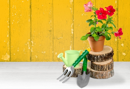 Gardening.の写真素材