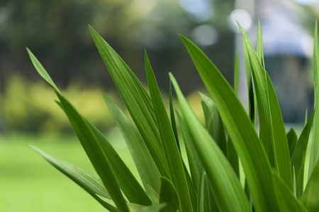 Watering Can.の写真素材