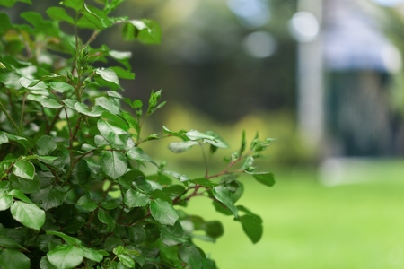 Watering Can.の写真素材