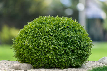 Watering Can.の写真素材