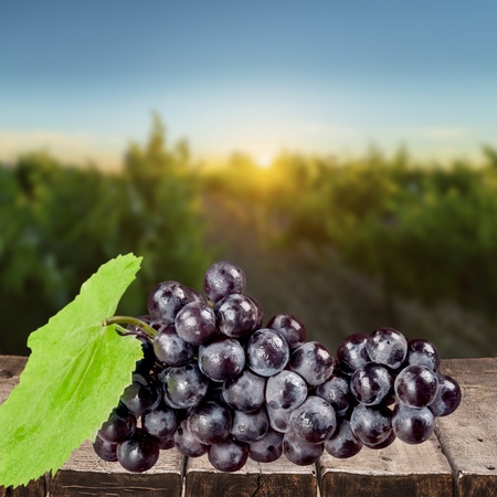 Grape.の写真素材