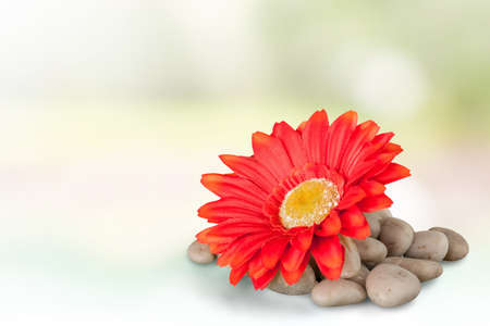 Flower.の写真素材