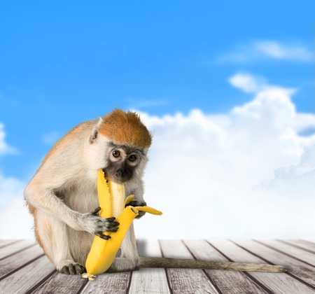 Monkey.