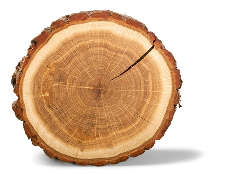 Tree Ring. Tree Ring.