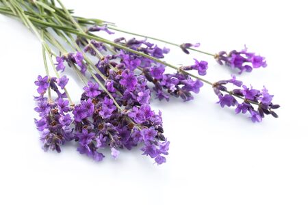 Lavender.の写真素材
