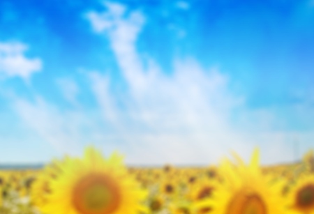 Sunflower.の写真素材