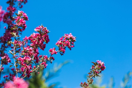 Spring.の写真素材