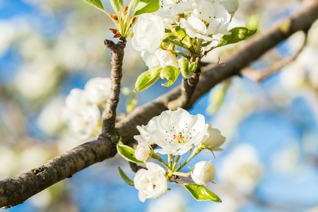 Spring.