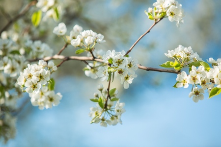Flower.の写真素材
