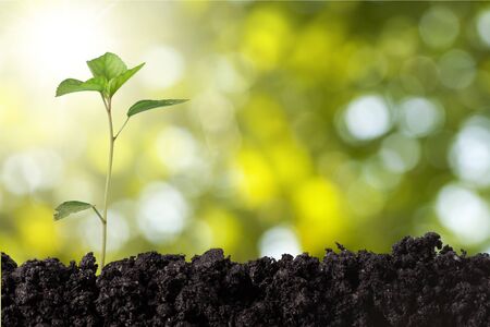 Seedling.の写真素材