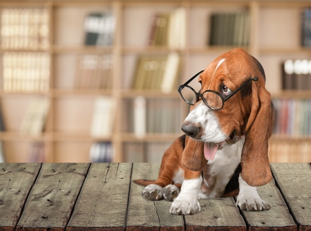 Dog.の写真素材