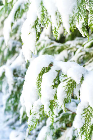 Snow.
