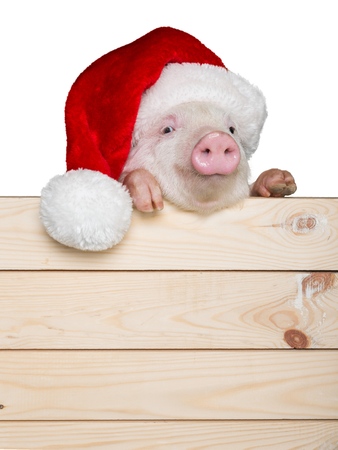 Animals.の写真素材