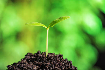 Seed.