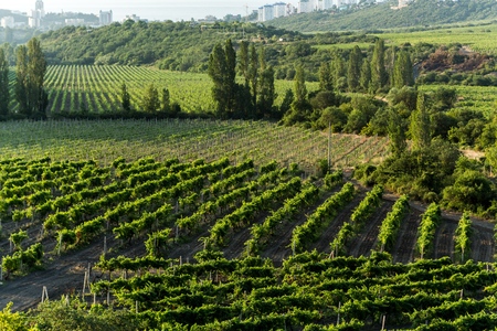 Vineyard.の写真素材