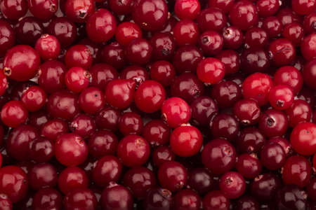Cranberry.の写真素材