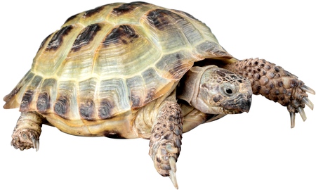 Turtle.