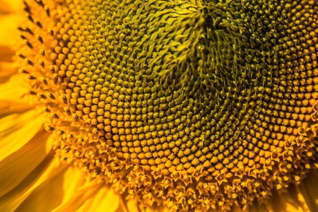 Macro.の写真素材