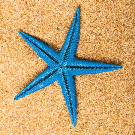 Starfish.の写真素材