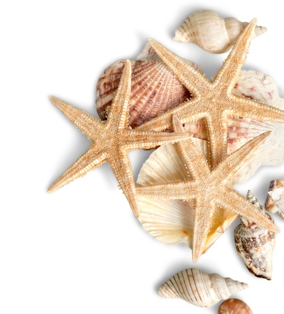 Starfish.