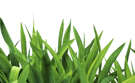 Watering Can.の写真素材